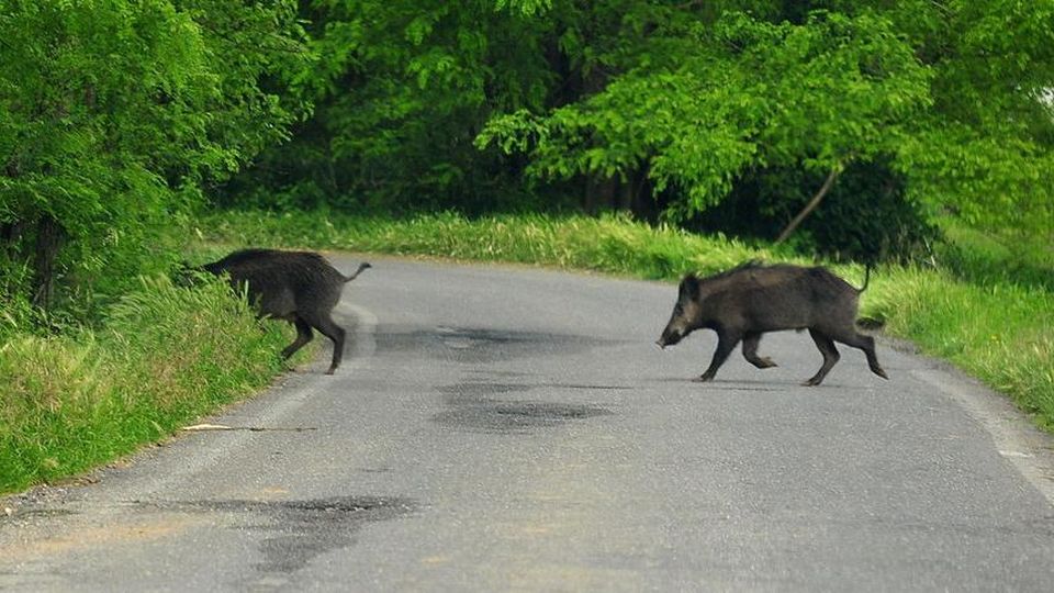 Danni Provocati da Animali