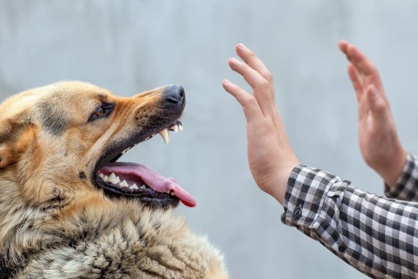 Danni Provocati da Animali Settimo Torinese