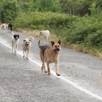 Danni Provocati da Animali cani randagi